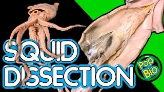 Squid Dissection Anatomy and Function