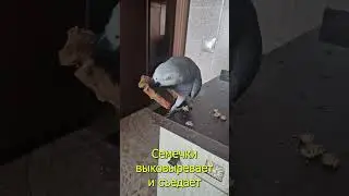 ✅ Настроение "У" - это ЗДОРОВО! 😱 ЖАКО ПЕТРУНЯ 🐦PARROT ZHAKO PETRUNYA 🔥 #funny_video  #shorts