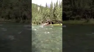 АЛТАЙДЫҢ АСАУ ӨЗЕНЫ МЕН АЛАШТЫҢ АҚЫН ҮЛЫ.АДАҚ АҚЫН