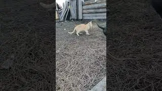 уличный кошмар для кошек