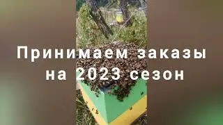 Принимаем заказы на маток Бакфаст на 2023 сезон 🐝