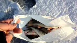 Ånimmen..32Abborre/ hålet.
