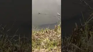 Амур вышел погреться