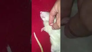 Спящая и ей очень хорошо! 21 июня
