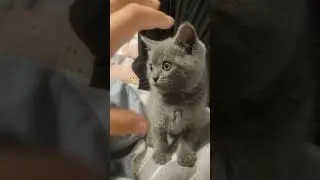 битва с котом (томом) часть 5
