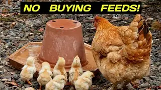 Profitable Poultry Farm WITHOUT BUYING FEEDS | Part 1: Is it Possible?