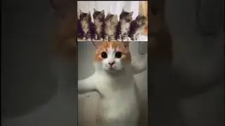 Cat Dance Trend Music #cat #dance #chipichipi