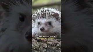 Сообщить о том, что вы видели ежа можно на сайтах tuintelling.nl и Waarneming.nl #нидерланды