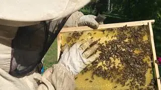 Деление пчелиной семьи на пол лёта, большая русская рамка)