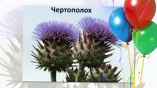 ProShow Slideshow Flora January