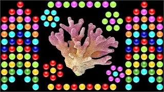 Color Balls - Sea Animal Names for Kids - English educational video