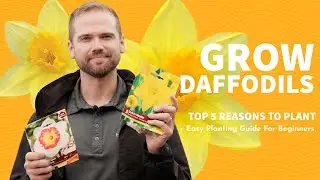 Top 5 Reasons to Plant Daffodils + Simple Planting Guide for Beginners