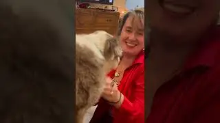Trosh the funny dog