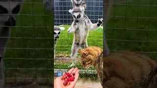 Лакомство для лемуров и неукротимая Кейс 😹
