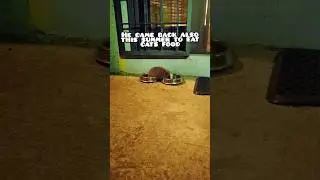 Mr. hedgehog came back to eat cats food!@Figline Diaries#wildhedgehog#野生のハリネズミ#catsfood#tuscany