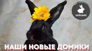 Новые домики для кроликов в Зайкафе