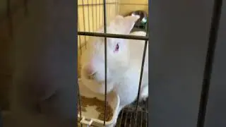 Bunny doesn’t want to share food