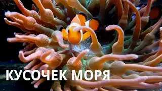 Морской аквариум в Гродненском зоопарке