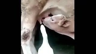 Duck drink milk