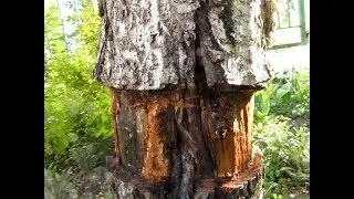 How to remove a TREE from a plot so that there will never be GROWTH.