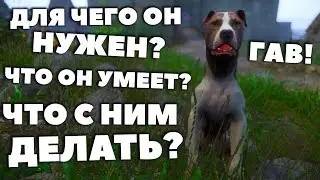 WHAT IS THE USE OF A DOG IN THE GAME? - Kingdom Come: Deliverance