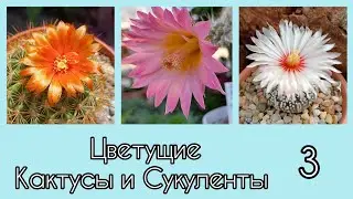 3🩵Цветущие Кактусы и Сукуленты 
