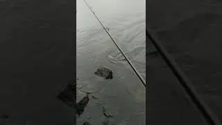 рыбалка на Днепре,щука,поклёвка щуки,огромная щука!!!(its a really big fish) рыбалка в Киеве
