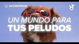 ¡Tu peludito, elegante y listo para el festejo!