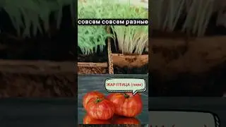 ИЗ ХИЛЫХ ЧЕРВЯКОВ В Жирных Толстяков РАССАДА В Инкубаторе