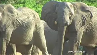 Namibia: Thrilling encounter with elephants when a car breaks down in the wilderness