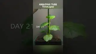 Growing Rock Melon - Time Lapse