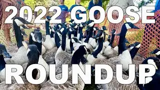 How Do Canada Geese Get Banded? 2022 KY Goose Roundup
