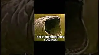 BÜTÜN KİZLAR AYNI (MAL) #keşfet