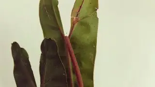 One & only plant mail📬 Sept 2019