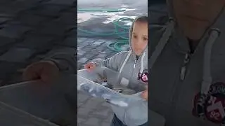 Balıklıova Balık mezatı 16 Mart 2024  Levrek kilo 750, barbunya 1000
