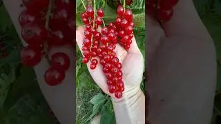 Ровада. Кисти по 15 см. Саженцы Вацап +79035830612 #сад #дача