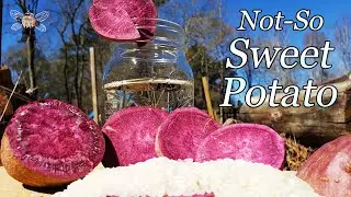 Japanese SHOCHU from PURPLE SWEET POTATOES!