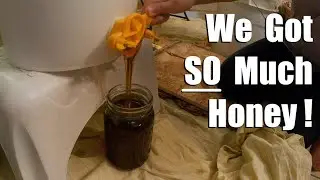 Harvesting $175 Worth of Honey from our Very Own Beehives | VLOG