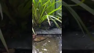 A Serene Mini Pond 