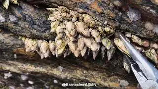 Barnacle ASMR - My daily work at sea (episode 198 )