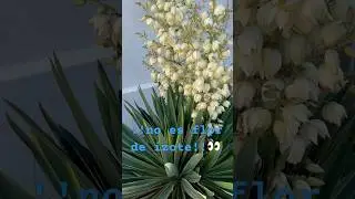 👀CUIDADO 😱Parece flor de izote  pero no lo es￼ !!!