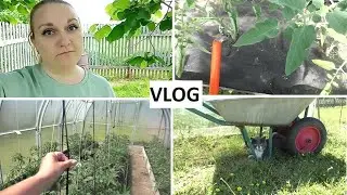 VLOG Наш сад и огород в начале июня 