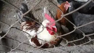 Вот так растут наши бройлеры и наши несушки.