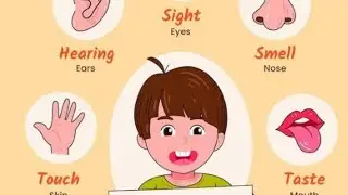 Five Sense Organs I  Educational Activity and Rhymes with actions I Practical Knowledge