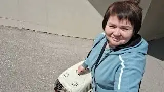 Три  операции в один день            Забрали котёнка