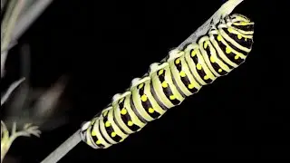 Black Swallowtail is a Trickster!