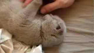 Little cute kitten scottishfold