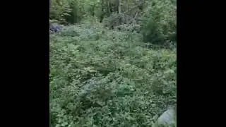 Bosanac tjera medvjeda
