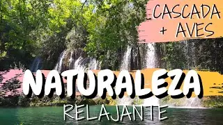 Cómo ELIMINAR el ESTRÉS con sonidos de la NATURALEZA: Cascada + Aves 😌