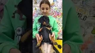 Собачьи щекотки 😁 #shorts